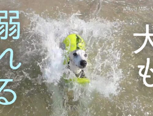 犬は意外と泳げない。犬用ライフジャケットを付けよう！【Xperia5Ⅳで撮影】　#135