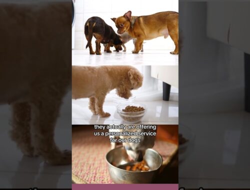 Nom Nom Fresh Dog Food Review #dogshorts #dog #dogfood #youtubedog #puppy #dogfooding #petfood