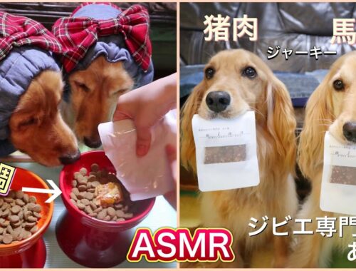 【犬 ASMR/咀嚼音】猪肉ジャーキー＆馬肉クッキー＆真鯛の犬ごはん