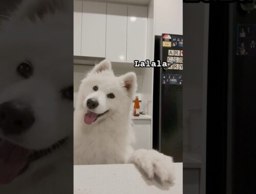Rate our singing from 1 - 10 😂 #samoyed #dog #singing #viral #shorts #funny #shortsvideo #talent