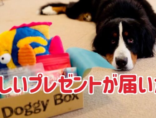 大型犬用も喜ぶDoggy Boxの中身を紹介します