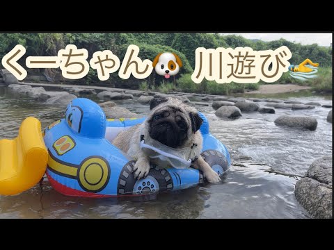くーちゃん🐶川遊び🏊‍♂️❤️#パグ#犬のいる暮らし #pug#いぬのきもち #かわいい犬
