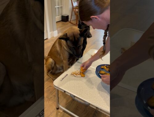 Making Fish And Chips For My Dogs #dog #belgianmalinois #dogfood