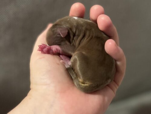 1 day old puppy was dumped on the side of road, rescued and foster by a great dane mom...