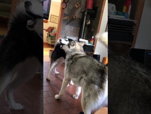 What Exactly Is Going On Here #alaskanmalamutes #alaskanmalamute #dogbehaviour