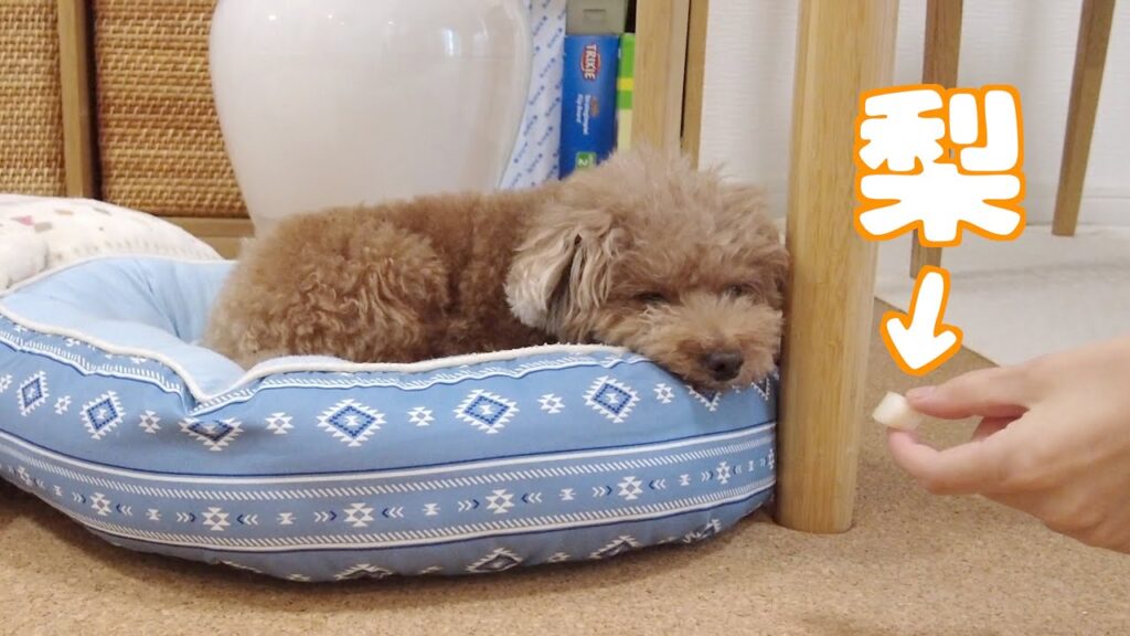 寝ている愛犬の前に梨を差し出したらこんな反応されましたw 寝ている愛犬の前に梨を差し出したらこんな反応されましたw