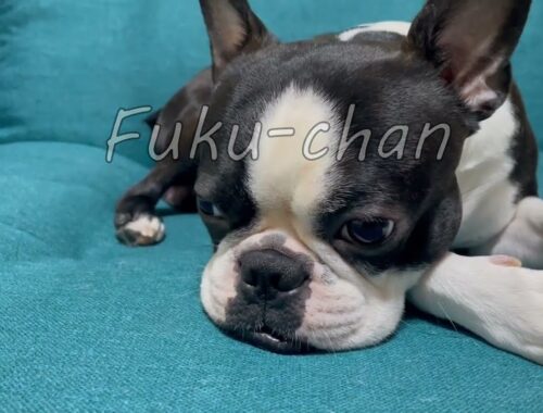Boston Terrier Fuku-chan ボストンテリアのふくちゃん No.0