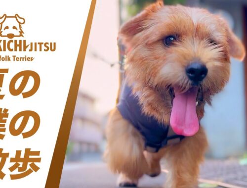 愛犬キチ  夏の朝5時散歩 2023'【ノーフォークテリア  norfolkterrier   dog  】