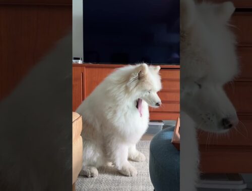 "Samoyed's Daily Stretch & Yawn: A Must-See for Dog Lovers!"
