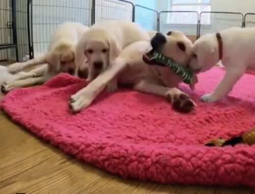 Sentimental Saturday: CUTENESS OVERLOAD! Adorable Puppies Play with Labrador Mom