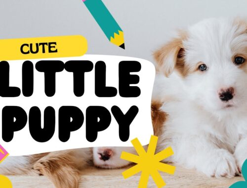 Cute Little Puppies Video - Puppy Video Collections