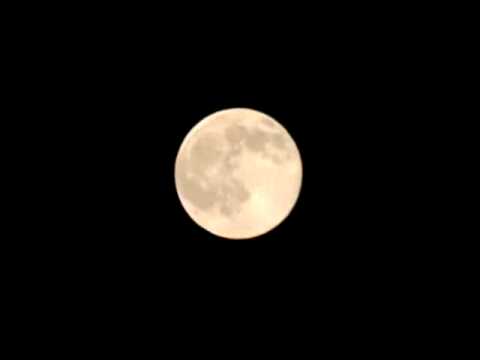 月と風太うさぎ（日本テリア）