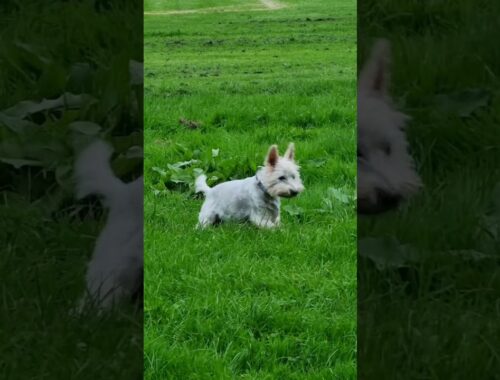 Wally our Gorgeous West Highland White Terrier 😍  -  #shortsfeed