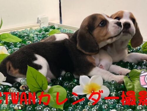 [ビーグル]子犬たちのPICTWANカレンダー撮影会(コマ)