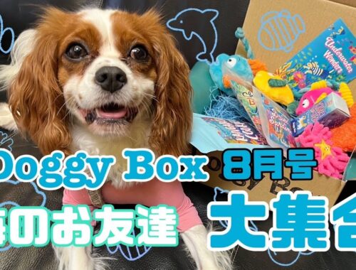 【キャバリアきなこ】DoggyBox8月号開封の儀
