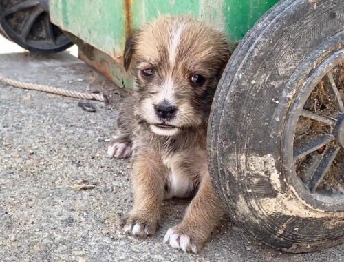 Have Heatstroke, Barking Hungry,Two Puppies In The Garbage Dump, And Don'T Know How To Survive