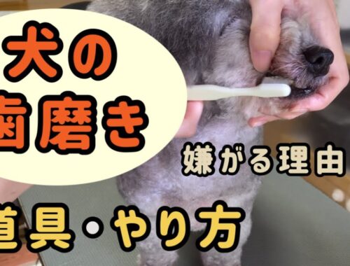 犬の歯磨きのやり方・使う道具、嫌がる理由【関西弁をしゃべる犬】