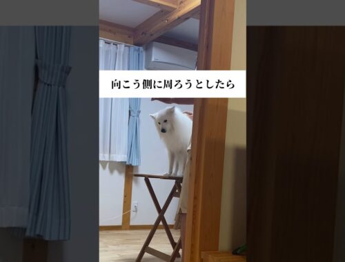しっかりと協力を拒む犬　#日本スピッツ #japanesespitz #shorts