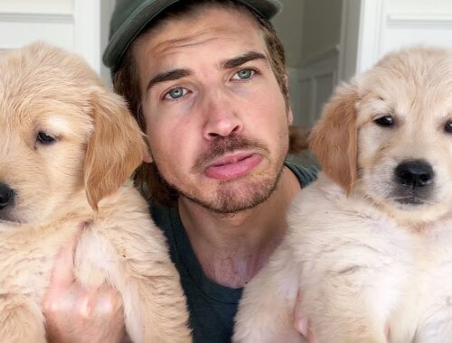 Meeting My Golden Retriever Puppies New Owners...