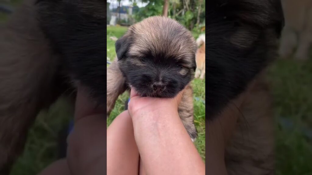 Puppy & Dog | Pets Cute | Cute Puppies (13) #dog #puppy #pets Puppy & Dog | Pets Cute | Cute Puppies (13) #dog #puppy #pets