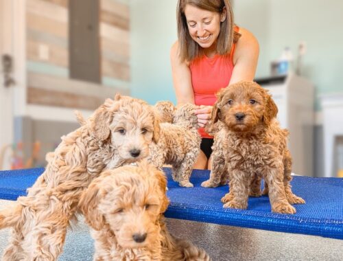 Adorable Mini Goldendoodle Puppies Attempt New Heights