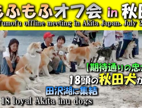 秋田犬 もふもふオフ会in秋田【期待通りの忠犬編】 Akita inu fullfy off meeting in Akita Japan. July 2023,Part1
