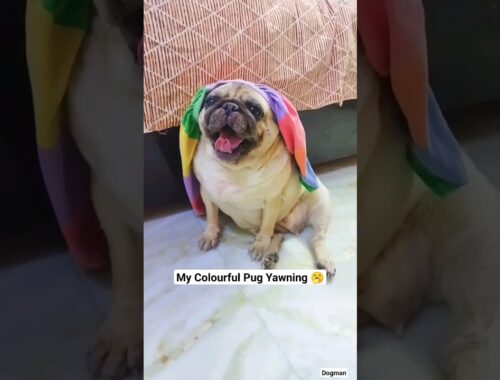 My Colourful Pug Yawning 🥱✨