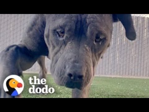 Woman Rescues Dog Living On A Mattress In The Woods | The Dodo