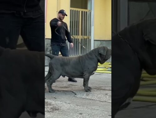 Neapolitan Mastiff Italian dogs#shorts