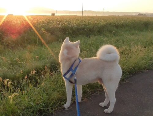 【秋田犬ゆうき】朝のお散歩に日の出は不可欠と飼い主が起きた瞬間から後を追い急がせる【akita dog】