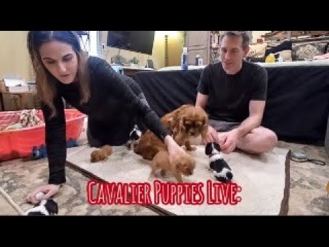 Cavalier Puppies Live: Playing with Young Puppies Never Gets Old