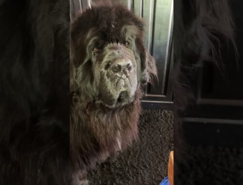 Newfoundland dog Phantom is pouting ￼ because he wants to go swimming.