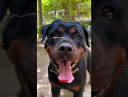 Female Rottweiler Lady Ollie Defeated Bubzee & Zoey In The Fetch Game. Rottweiler Vs Gsd #shorts