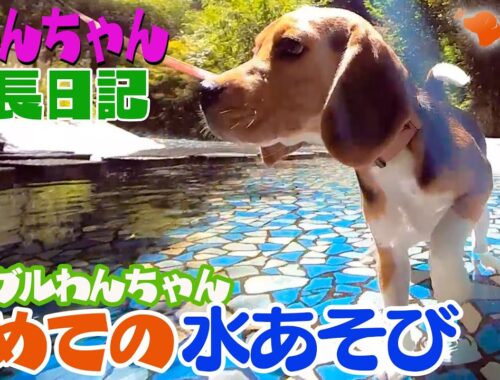 ワクワク❤️ドキドキ初めての水あそび【ビーグル子犬成長日記】子犬のビーグル犬たちが初めて池で遊びます。水を怖がらずに遊べるかな。