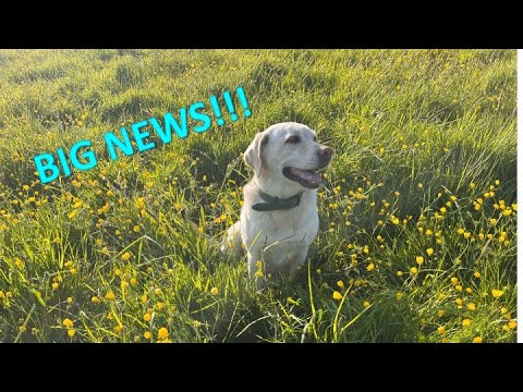 Sadie has BIG NEWS to Share! #labradorpuppy #cute-puppies