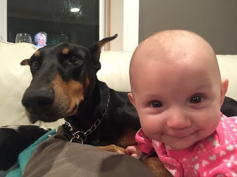 【犬と赤ちゃん】仲良し最強・ミニチュアブルテリア犬と赤ちゃん