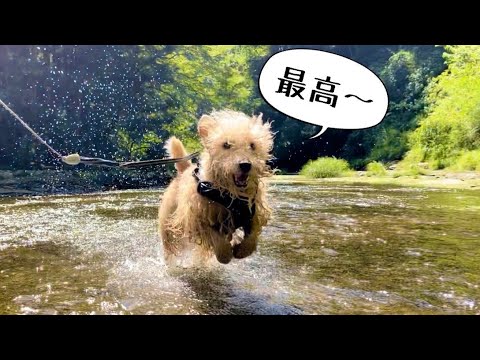 大好きな川遊びで愛犬がずーっとニコニコ。in養老渓谷。(テリア)