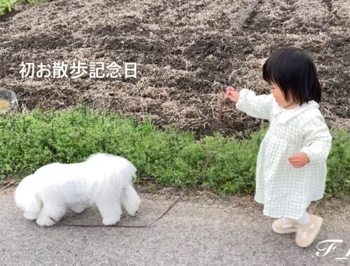 初お散歩記念日　-ビションフリーゼ犬-