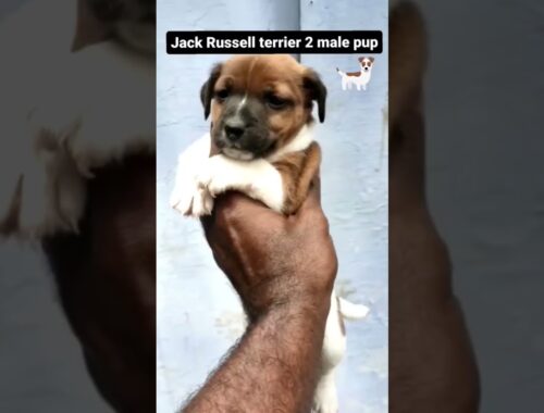 Jack Russell puppies short|cute puppies shorts Tamil #puppy #puppies #puppylove #shorts #short #dog