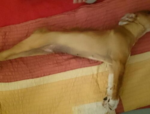 Tetanus puppy lying frozen like a wooden log...Heartwarming journey to happy!