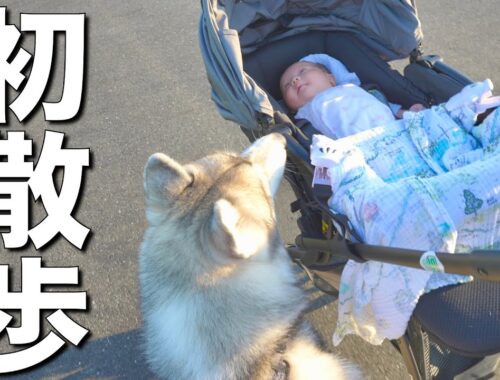 赤ちゃんを見守りながら初めてのお散歩をサポートする愛犬が優し過ぎました・・・