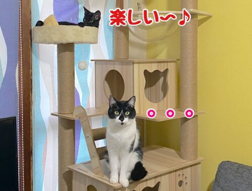 新しいキャットタワーに興奮する黒猫と冷静な先輩猫