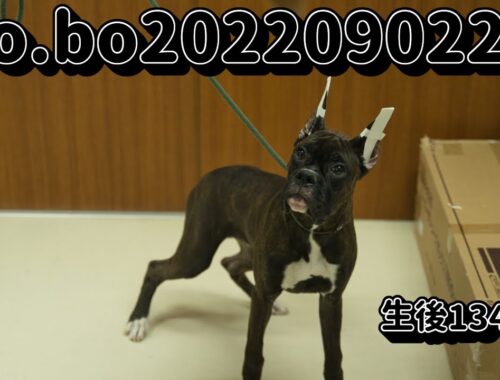 ボクサー犬の子犬販売 No.bo202209023 静岡県浜松市のブリーダー 2022年9月2日生 1月14日現在
