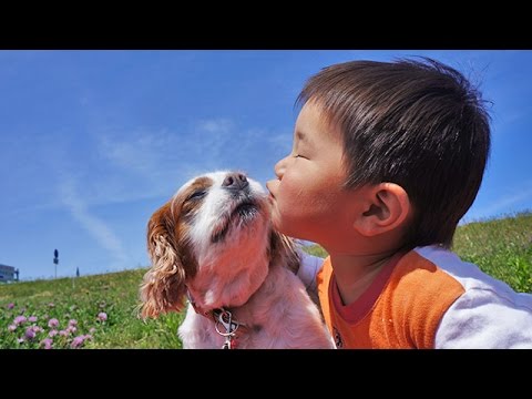 【Life With Dogs】：#1 すいちゃん（キャバリア・キング・チャールズ・スパニエル）