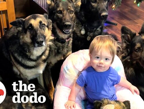 Child Raised By 5 German Shepherds | The Dodo