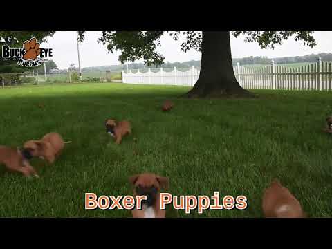 Friendly Boxer Puppies