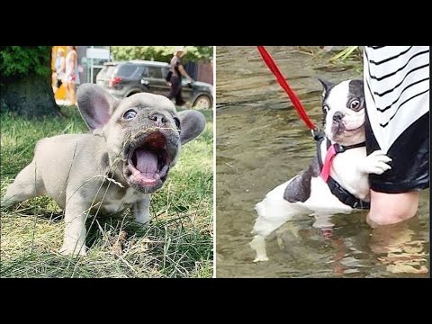 French Bulldog SOO Cute! Funny and Cute French Bulldog Puppies Compilation cute moment #2