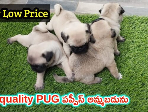 top quality PUG puppies for salw in Telugu /7396263836 /aj pets