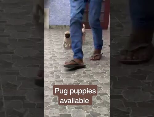 chotu se pug puppies available in Lucknow #doglover #dogshow #petlover #youtubeshorts #shortsviral