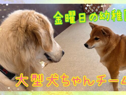 【幼稚園】金曜日の幼稚園🐾大型犬ちゃんチーム